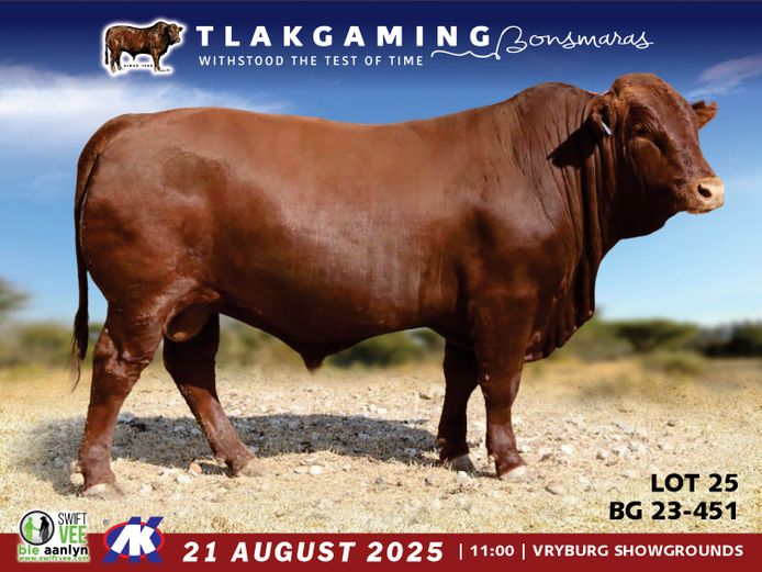 BG230451 | JOURIE BONSMARAS