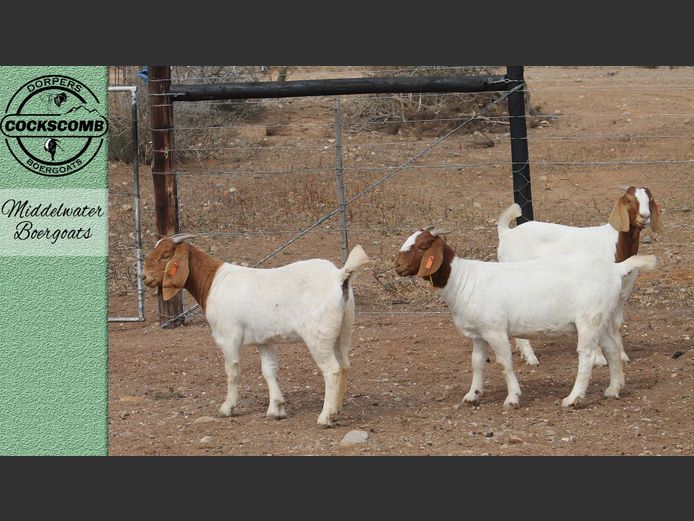 24-338 / 24-307 / 24-156 | Middelwater Boergoats