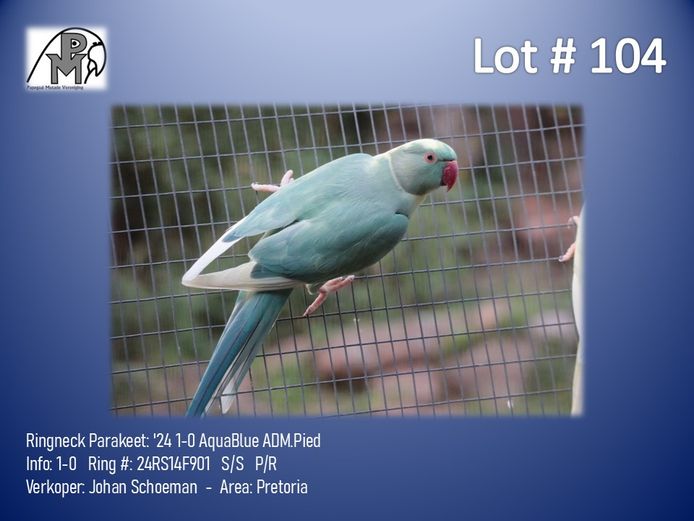 1-0 '24 Ringneck Parakeet: AquaBlue ADM.Pied - Johan Schoeman