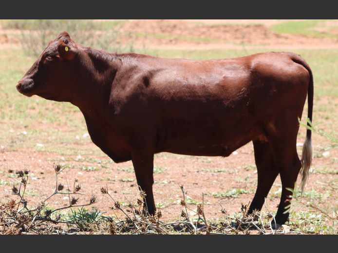 COMMERCIAL HEIFERS | DANCEL SUSSEX ZUCHT