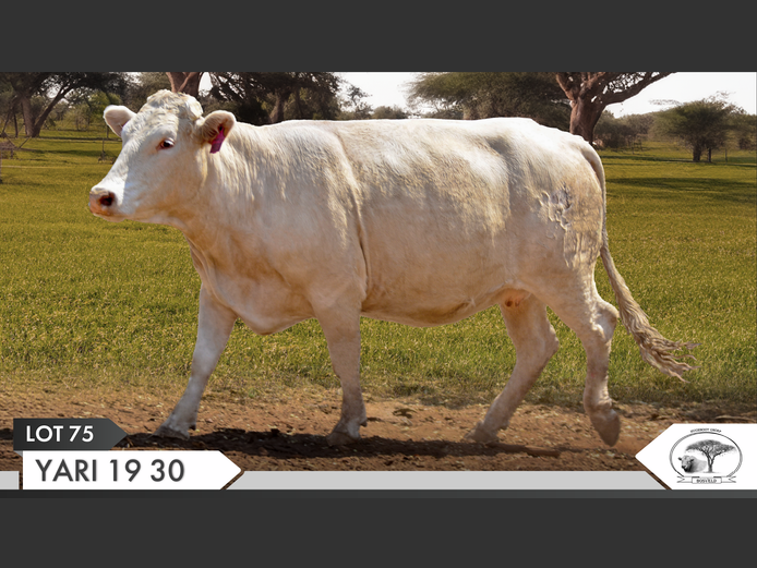 YARI 190030 | YARI STUD