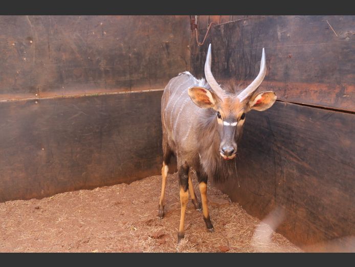 Njala