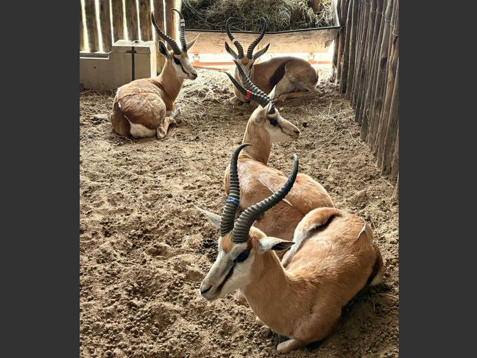 Damara Springbok Ram