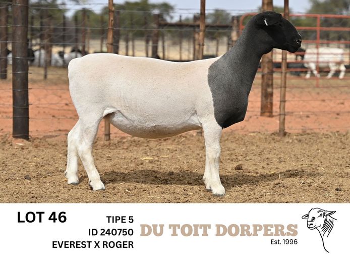 240750 | DU TOIT DORPERS