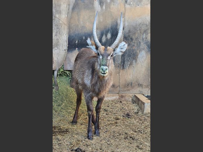 WATERBUCK | LEBENKELE