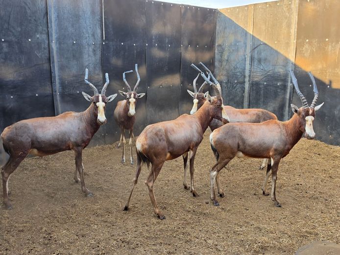 BLESBOK | HUGOMOND BOERDERY