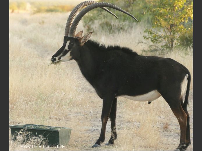 SABLE | DU PREEZ WILD