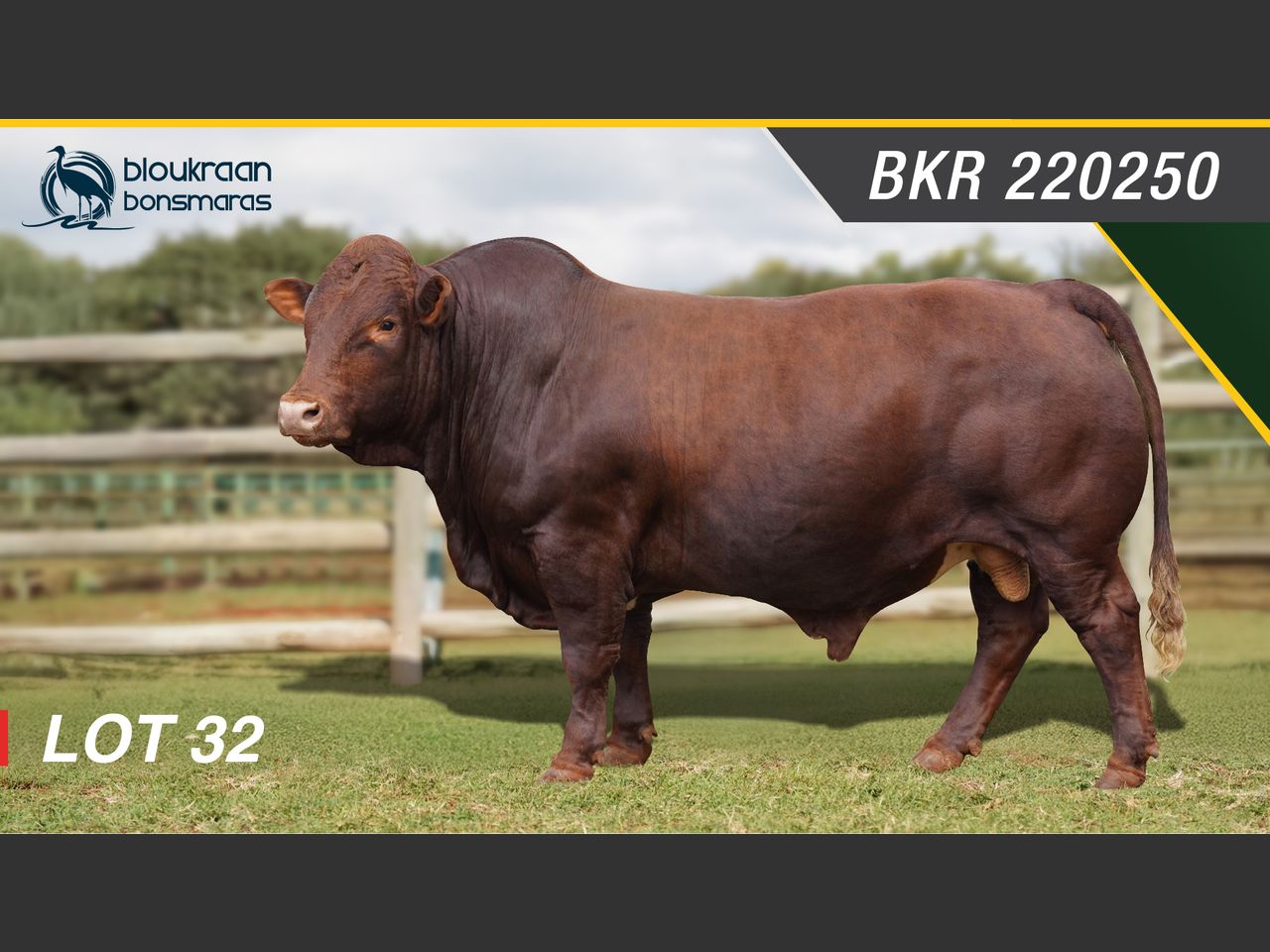 Lot 32 | SYFERFONTEIN BONSMARAS 26STE PRODUKSIEVEILING | SwiftVEE ...