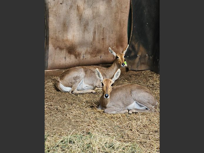 REEDBUCK | BUFFELSPOORT