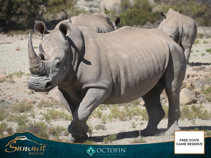 23 5/8" WHITE RHINO BULL
