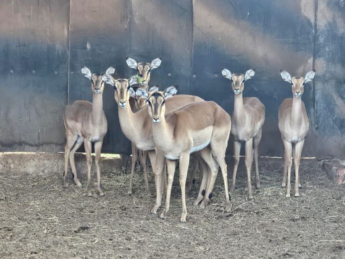 ROOIBOK | SCHOEMAN BOERDERY