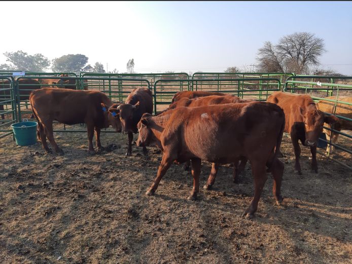 Pregnant Heifers