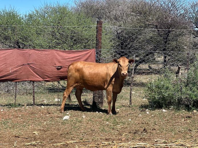 P7S230288 | Piet Swart