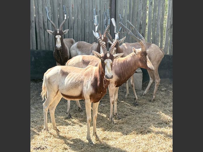 Geel Blesbok Ramme
