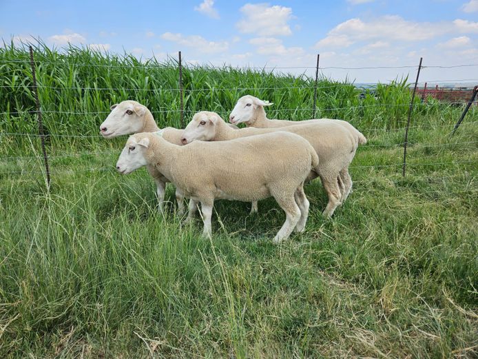 Commercial Animals | Hoogland Boerdery