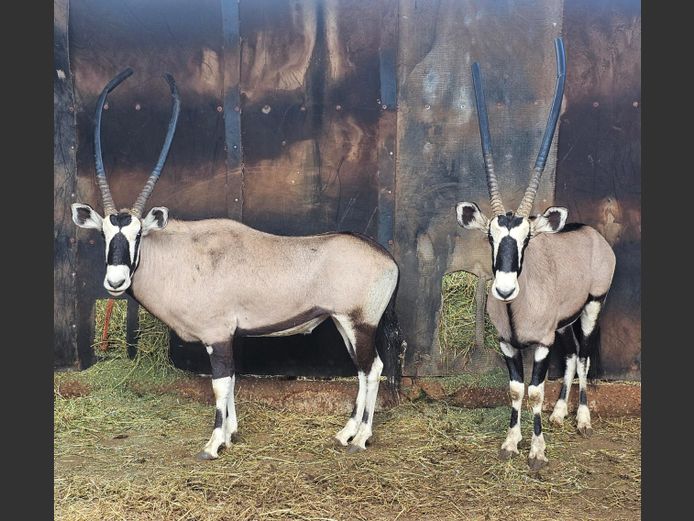 GEMSBUCK | BIRKEN VERVOER