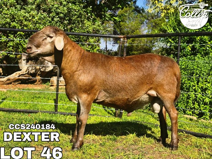 CCS240184 - Dexter | Collen Boerdery