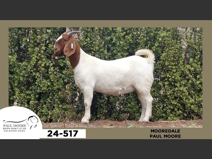 24-517  |  Paul Moore - Mooredale