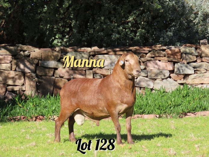 499 | Manna