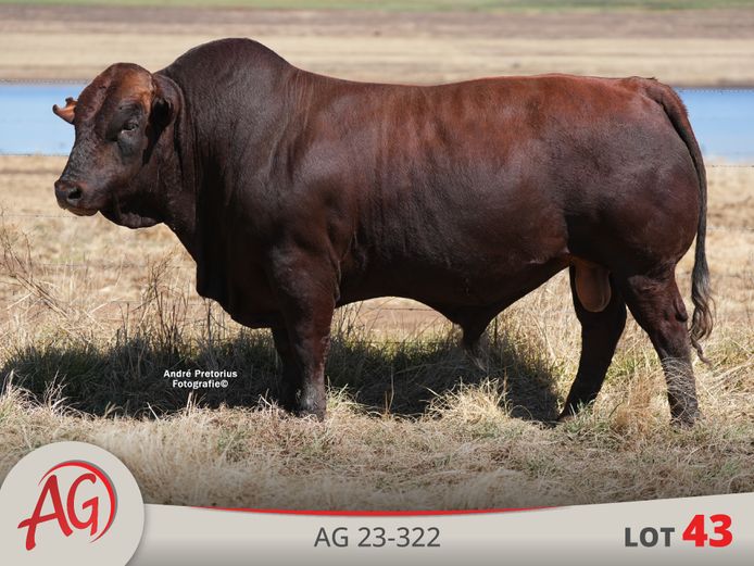 AG230322 | ARTHUR DE VILLIERS & SEUN