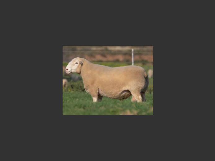 DZ230153 | 2 STEYNS BOERDERY