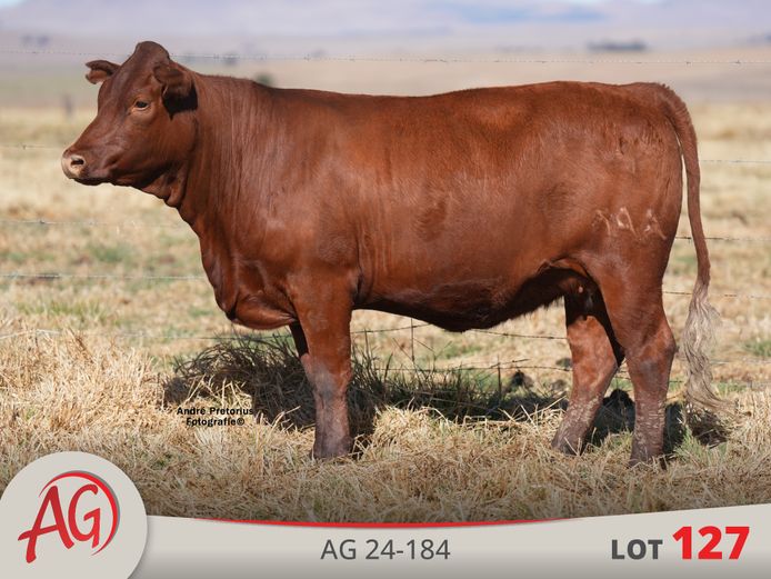 AG240184 | ARTHUR DE VILLIERS & SEUN