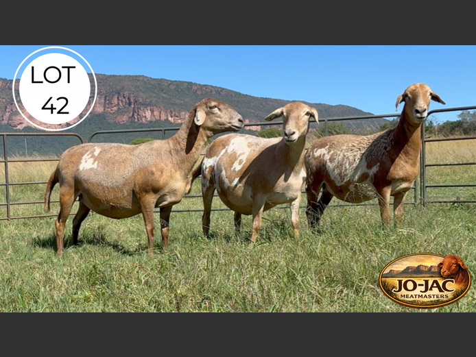 Ewes | Jo-Jac Meatmasters
