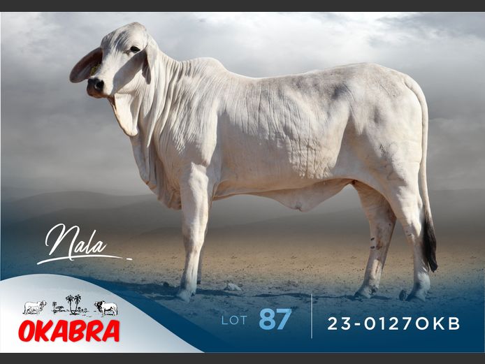 23-0127OKB | OKABRA BRAHMANS