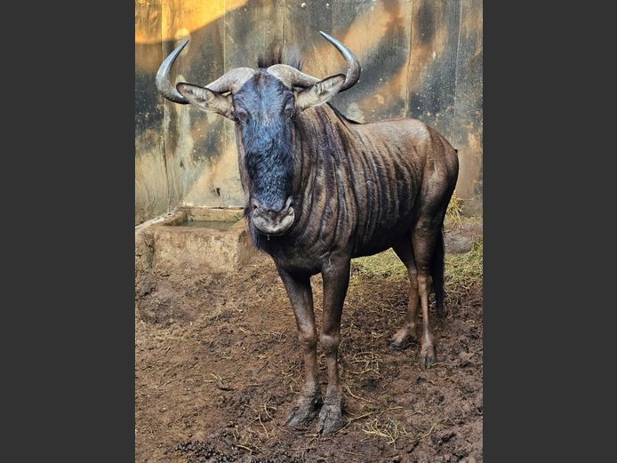 BLOUWILDEBEES | SCHOEMAN BOERDERY