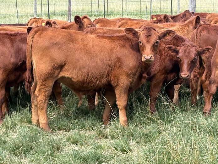Intact Bull Calves | Tweeddale Farming
