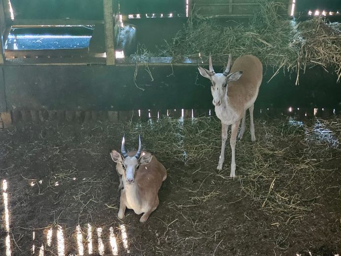 WHITE FLANKED IMPALA | LIMPOPO WIDE