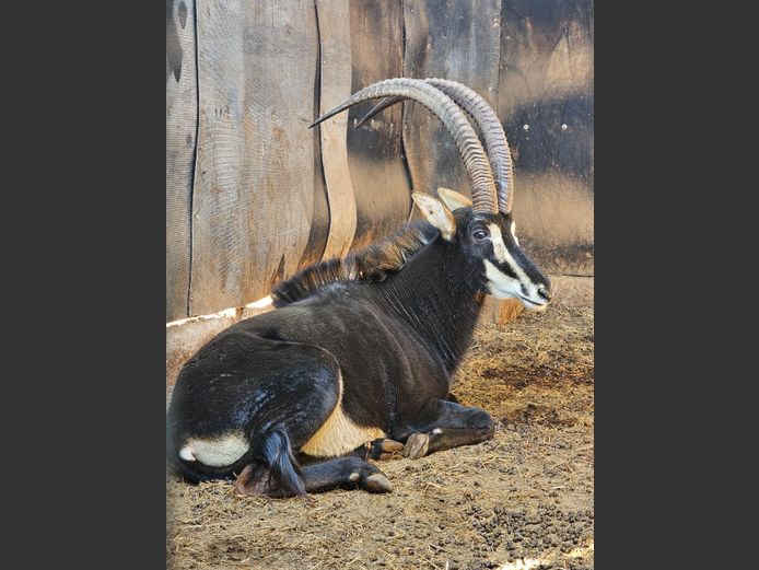SABLE 43½” | KRUISRIVIER