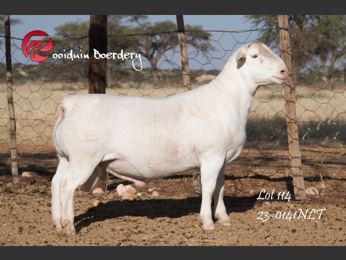 23-0141NLT | ROOIDUIN WHITE DORPER STUD 