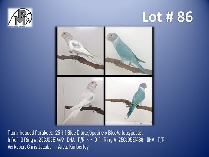 1-1 '25 Plum-headed Parakeet: Blue Dilute/opaline x Blue/dilute/pastel - Chris Jacobs