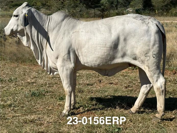 23-0156ERP | HARROBI BRAHMAN