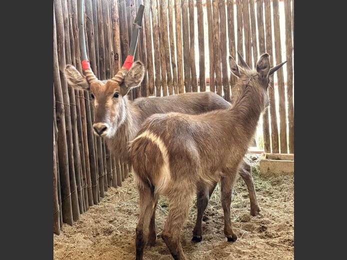 Waterbok Bulle