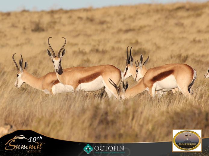 12"- 13"+ Springbok Ewes running with 19 4/8 - 20" Rams