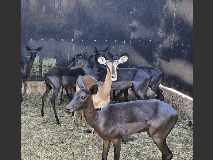 SADDLEBACK IMPALA | NYLSVLEI