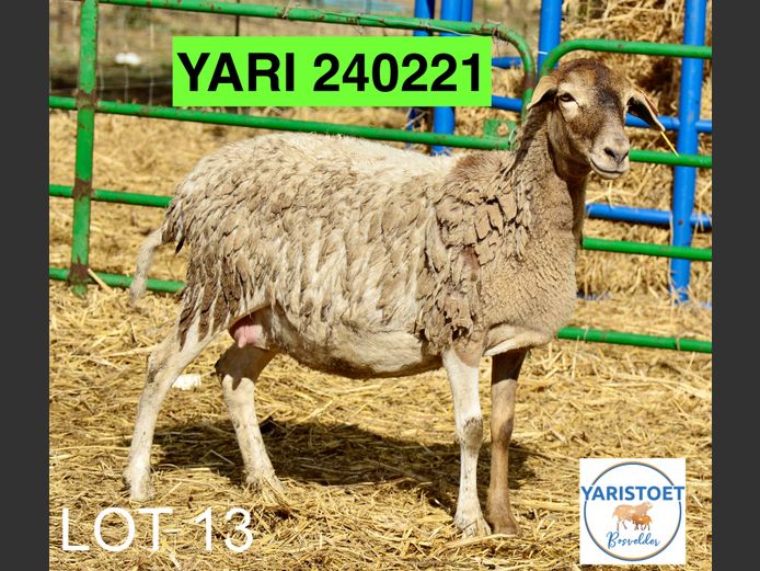 240221 | YARI STOET