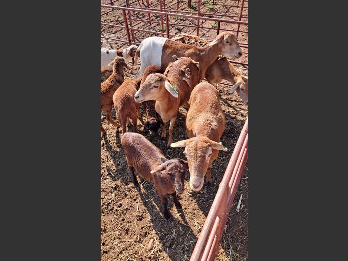 MEATMASTER | NAZARDI BOERDERY