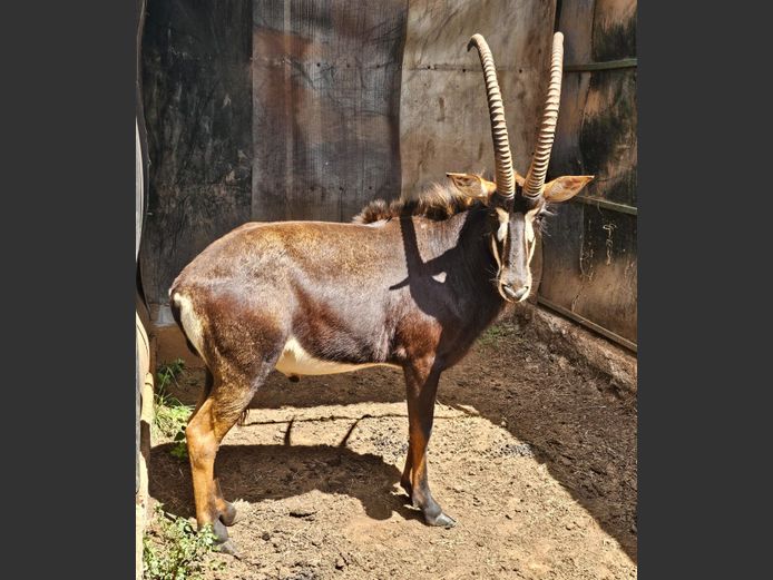 SABLE | WATERBERG GAME