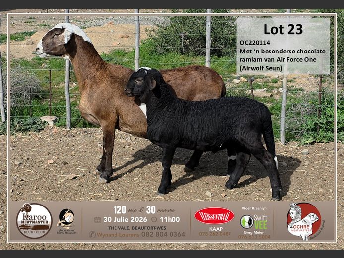 OC220114 | Boemie Saaiman - Ochre Meatmasters