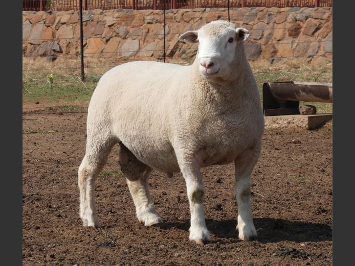 MK 240039 | M. KLOPPER