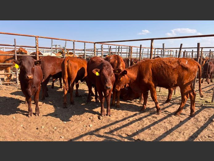 AGRA GROOTFONTEIN WEANER AUCTION
