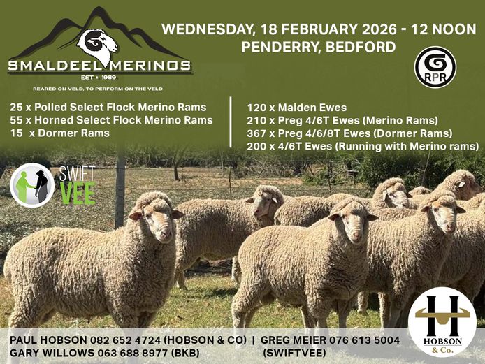 SMALDEEL MERINOS AUCTION