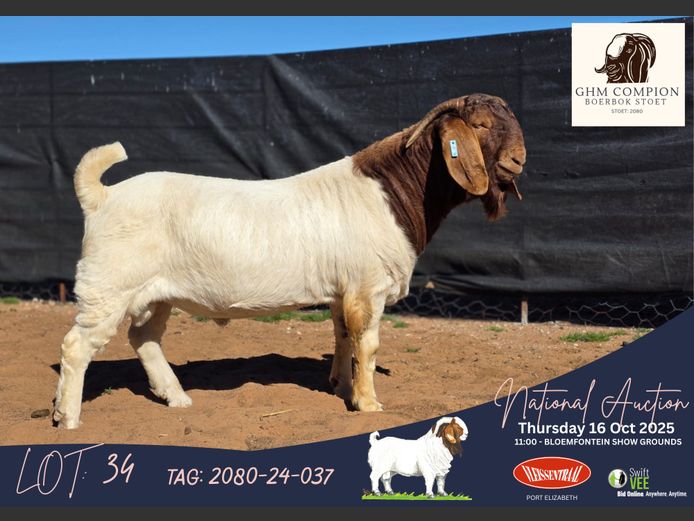 2080-24-037 | Martin Compion (GHM Compion Boerbokke)