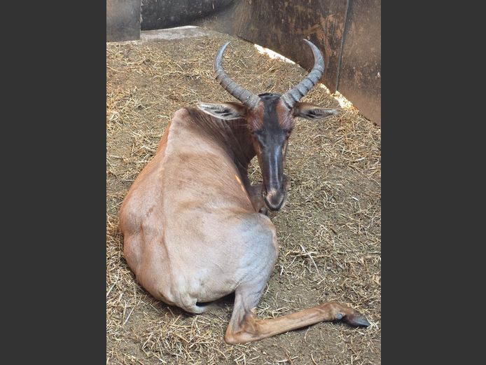 TSESSEBE | TANGARA