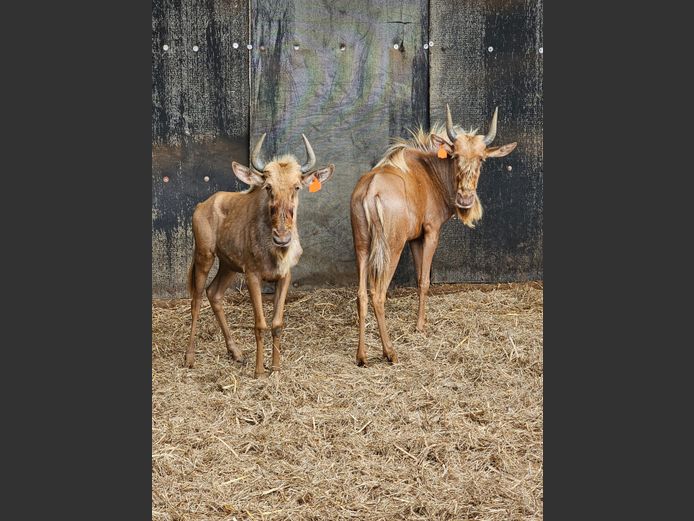 GOLDEN GNU | ANDERSON WILDLIFE