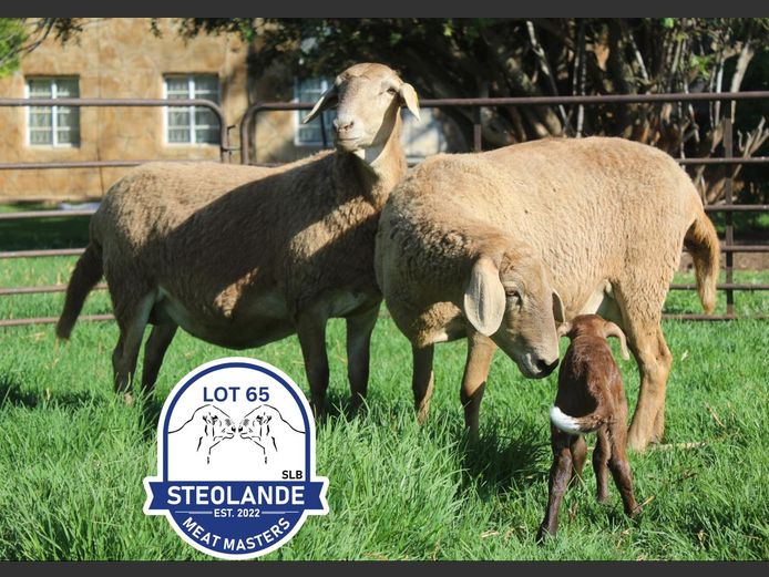 SLB24-003 | Steolande Boerdery