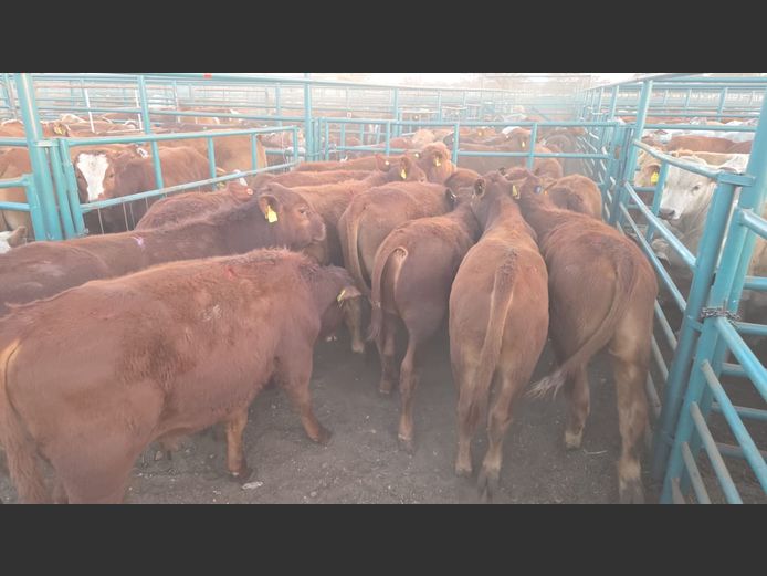 AGRA GOBABIS WEANER AUCTION
